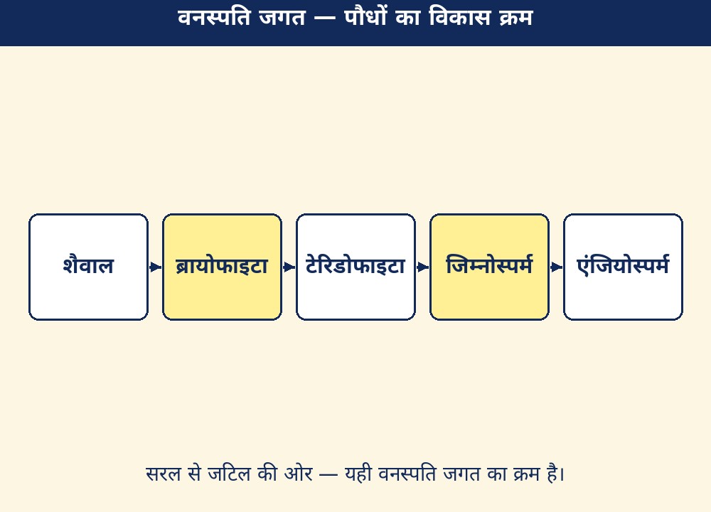 वनस्पति जगत — पौधों का विकास क्रम