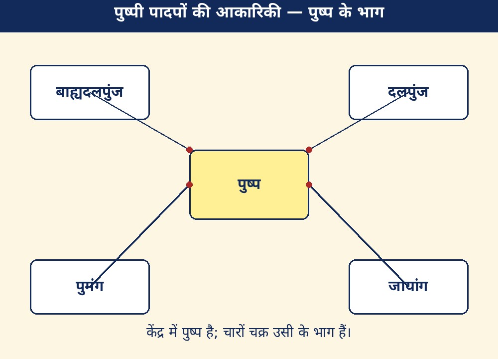 पुष्पी पादपों की आकारिकी — पुष्प के भाग