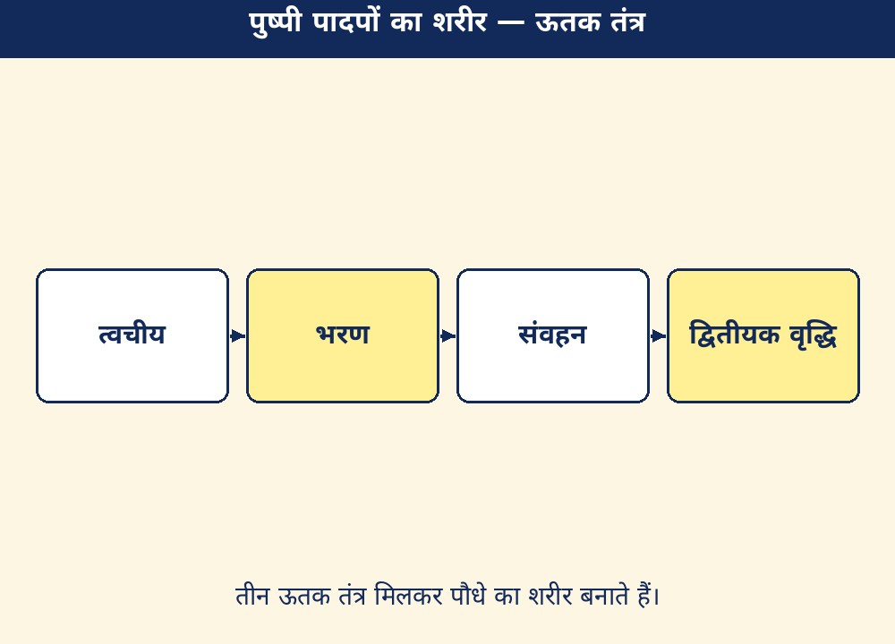 पुष्पी पादपों का शरीर — ऊतक तंत्र