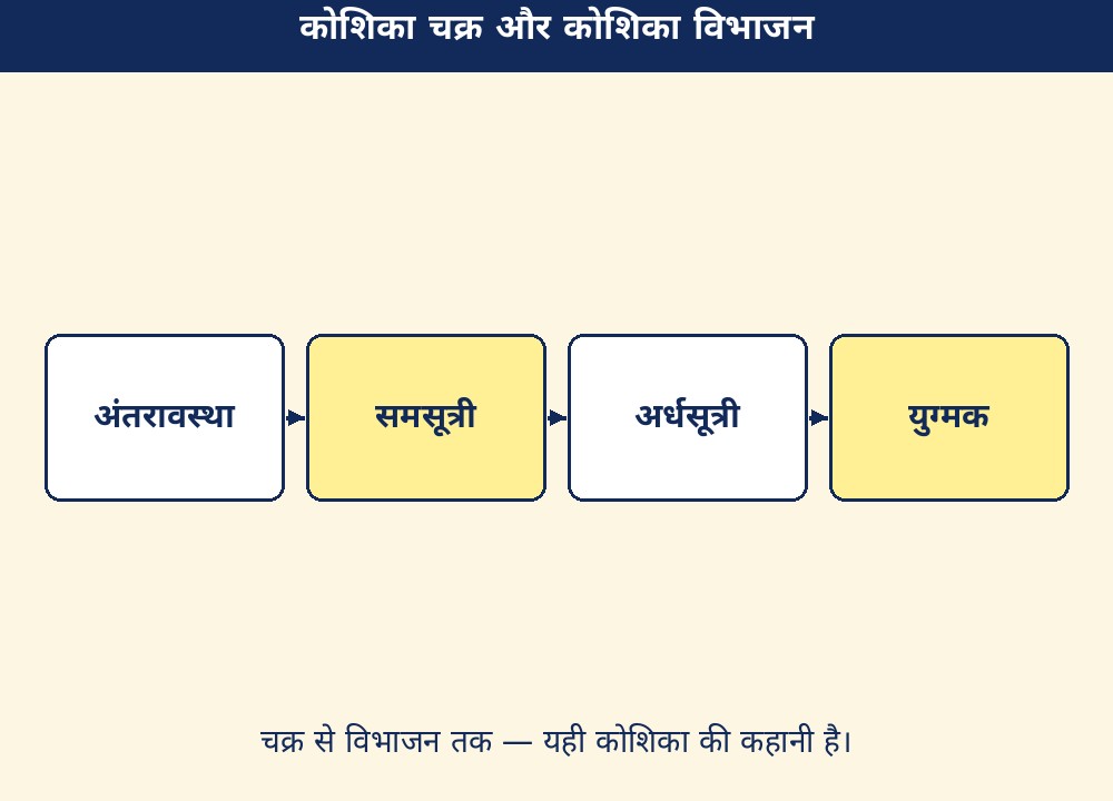 कोशिका चक्र और कोशिका विभाजन