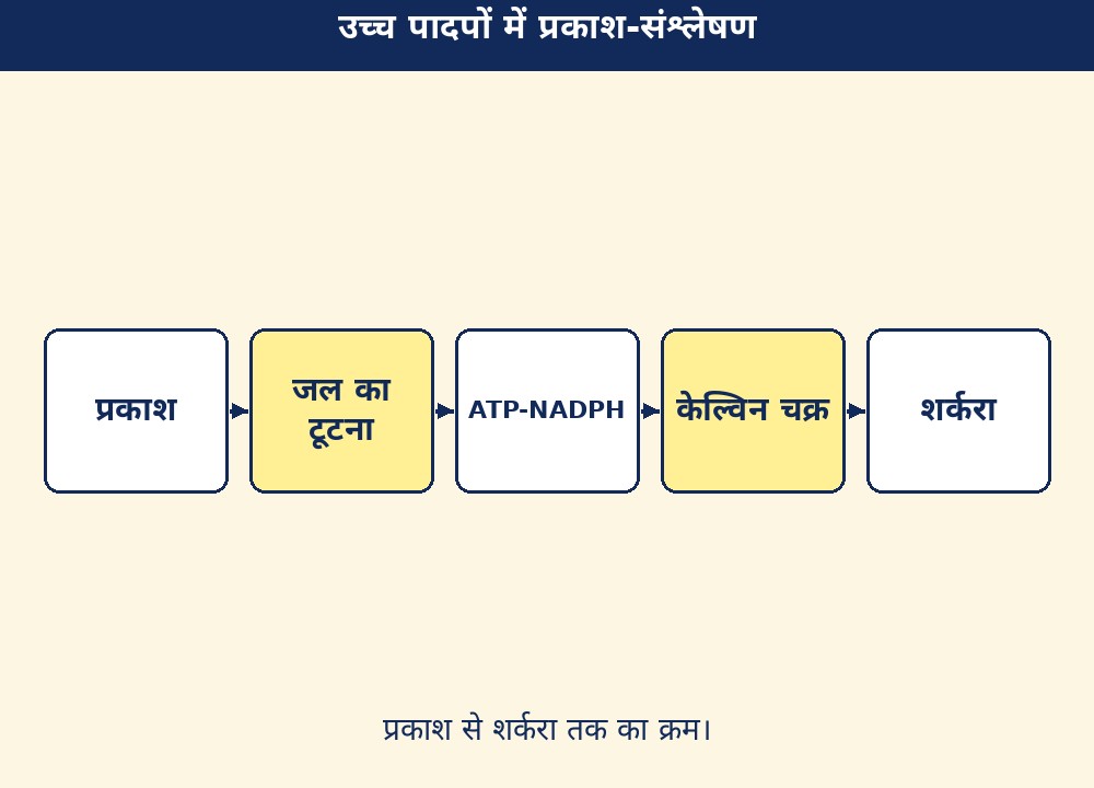 उच्च पादपों में प्रकाश-संश्लेषण