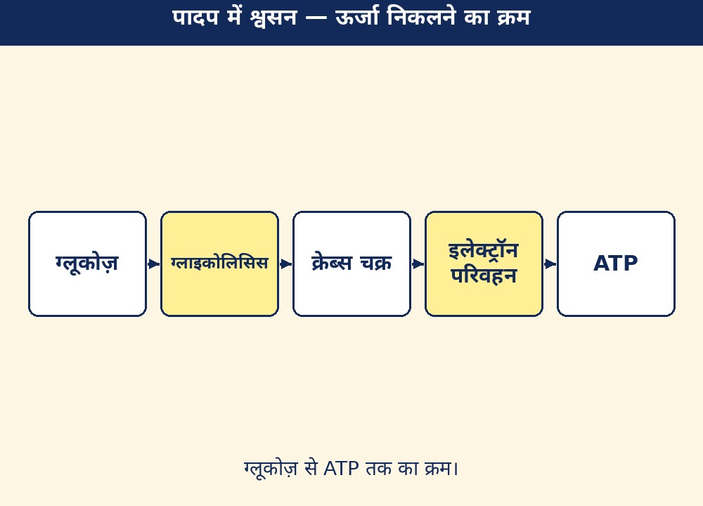 पादप में श्वसन — ऊर्जा निकलने का क्रम