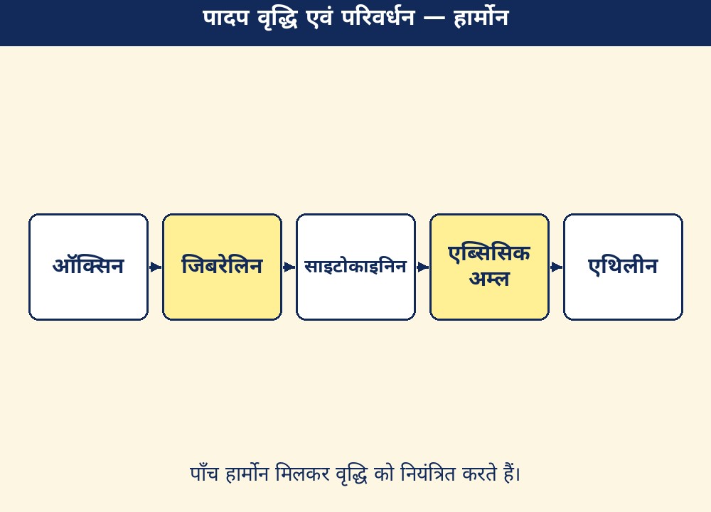 पादप वृद्धि एवं परिवर्धन — हार्मोन
