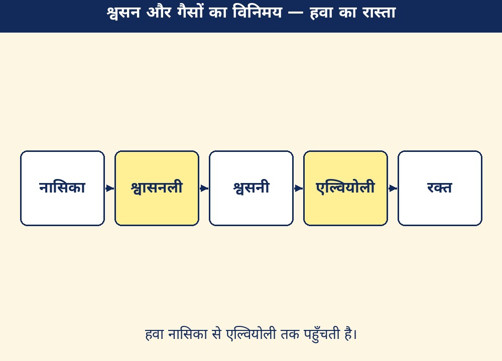 श्वसन और गैसों का विनिमय — हवा का रास्ता