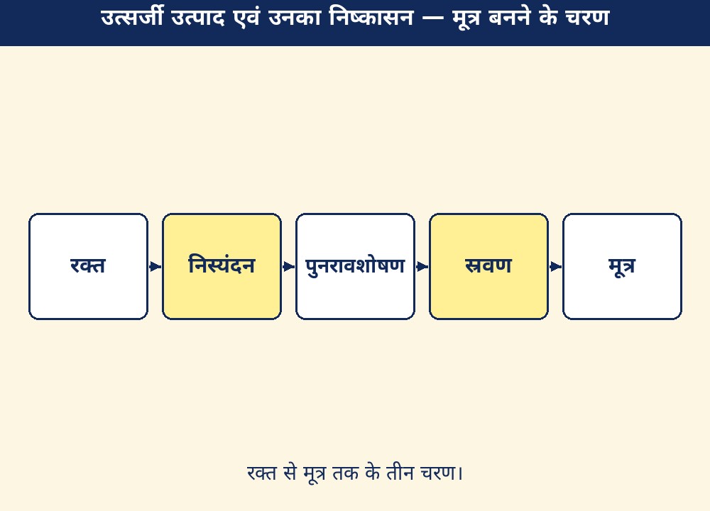 उत्सर्जी उत्पाद एवं उनका निष्कासन — मूत्र बनने के चरण
