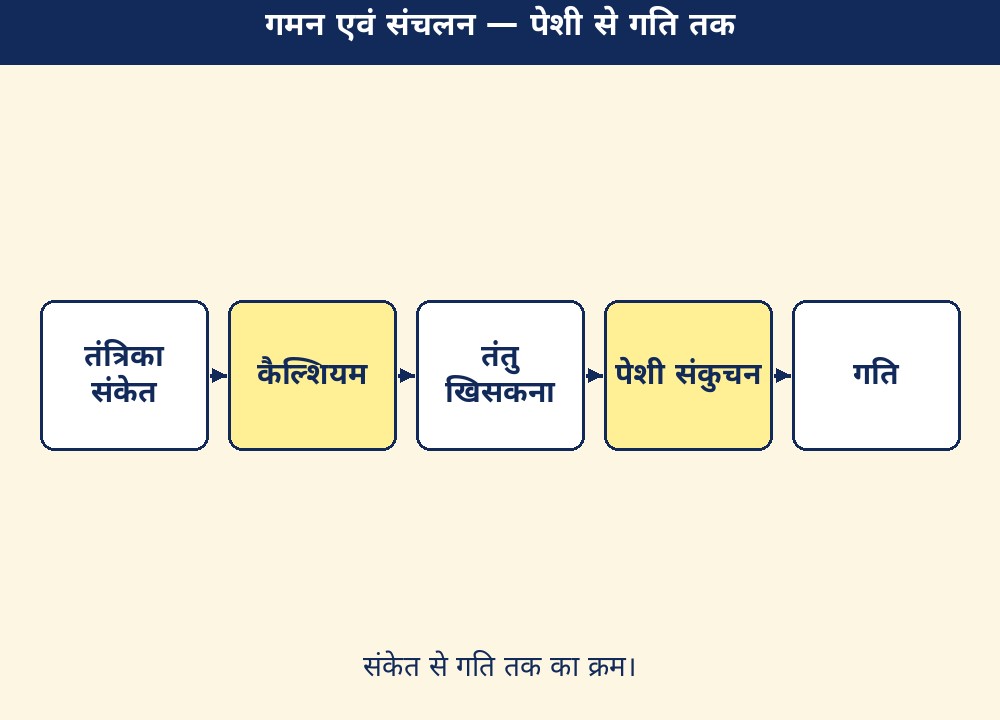 गमन एवं संचलन — पेशी से गति तक
