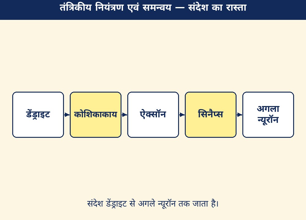 तंत्रिकीय नियंत्रण एवं समन्वय — संदेश का रास्ता