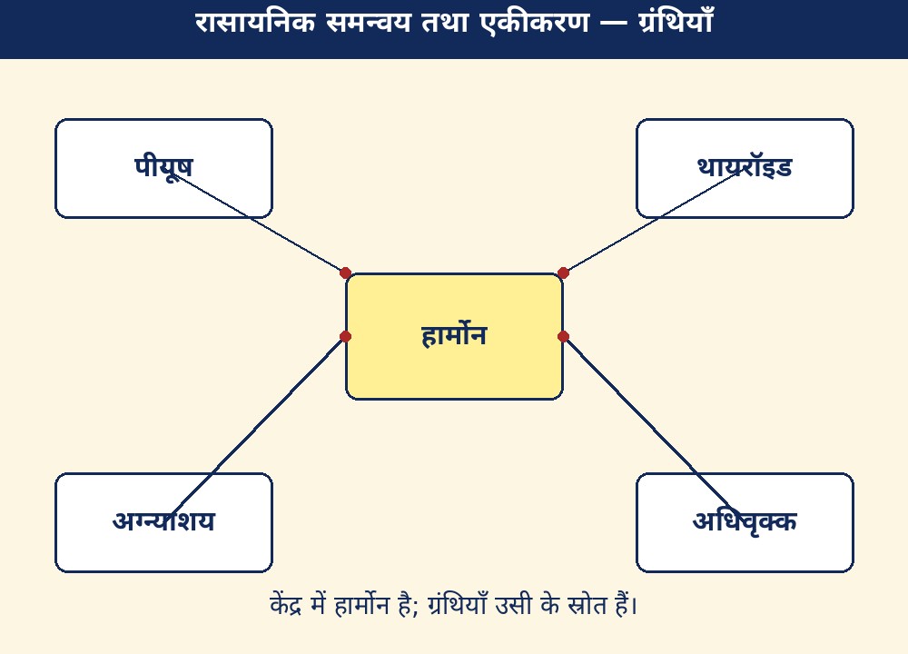 रासायनिक समन्वय तथा एकीकरण — ग्रंथियाँ
